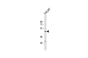 Anti-PGLYRP4 Antibody (Center) at 1:1000 dilution + HACAT whole cell lysate Lysates/proteins at 20 μg per lane. (PGLYRP4 抗体  (AA 242-268))