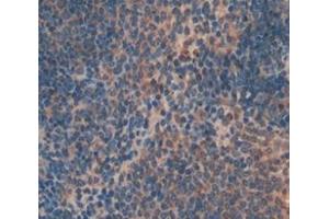 IHC-P analysis of Mouse Tissue, with DAB staining. (FASL 抗体  (AA 132-279))