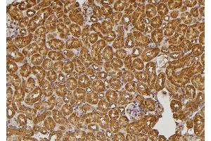 ABIN6274590 at 1/100 staining Mouse kidney tissue by IHC-P. (RALGAPA2 抗体  (Internal Region))