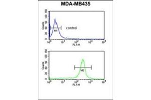 Flow cytometric analysis of MDA-MB435 cells using GSTK1 Antibody (Center) Cat. (GSTK1 抗体  (Middle Region))
