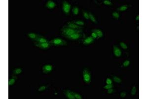 Immunofluorescent analysis of Hela cells using ABIN7151635 at dilution of 1:100 and Alexa Fluor 488-congugated AffiniPure Goat Anti-Rabbit IgG(H+L) (Nth Endonuclease III-Like 1 (NTHL1) (AA 31-312) 抗体)