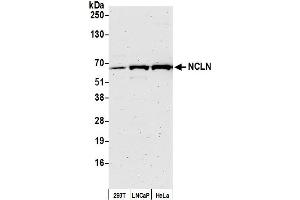 anti-Nicalin (NCLN) (AA 375-425) antibody