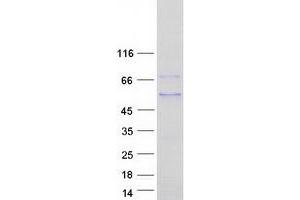 Western Blotting (WB) image for MYC-Associated Zinc Finger Protein (Purine-Binding Transcription Factor) (MAZ) (Transcript Variant 1) protein (Myc-DYKDDDDK Tag) (ABIN2725575)