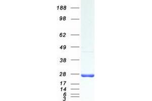 Validation with Western Blot