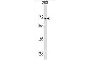 LINGO2 Antibody (Center) (ABIN1881501 and ABIN2838839) western blot analysis in 293 cell line lysates (35 μg/lane). (LINGO2 抗体  (AA 393-421))