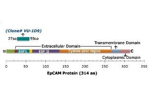 Schematic representation of EpCAM and epitope recognized by EpCAM Mouse Monoclonal Antibody (VU-1D9). (EpCAM 抗体)