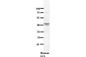 WB Suggested Anti-NDUFV3 Antibody Titration:  5% Milk  ELISA Titer:  dilution: 1:500  Positive Control:  Human LCL (NDUFV3 抗体  (Middle Region))