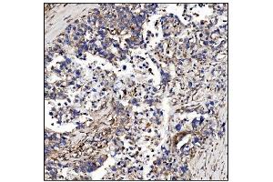 IHC analysis of POGLUT1 using anti-POGLUT1 antibody (ABIN7602910). (POGLUT1 抗体  (C-Term))