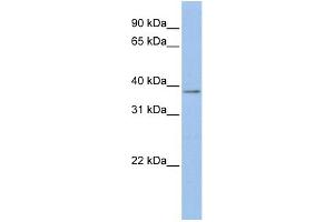WB Suggested Anti-MSLN Antibody Titration:  0. (Mesothelin 抗体  (Middle Region))