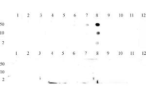 Histone H3K9me3 tested by dot blot analysis to confirm the specificity of Histone H3K9me3. (Histone 3 抗体  (3meLys9))