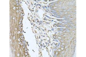 Immunohistochemistry of paraffin-embedded Mouse skin using CALU Polyclonal Antibody at dilution of 1:100 (40x lens). (CALU 抗体)