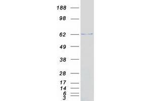 Western Blotting (WB) image for Sulfite Oxidase (SUOX) (Transcript Variant 1) protein (Myc-DYKDDDDK Tag) (ABIN2732992)