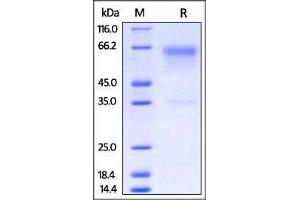 Biotinylated Mouse PD-1, Fc tag on SDS-PAGE under reducing (R) condition. (PD-1 Protein (AA 25-167) (Fc Tag,AVI tag,Biotin))