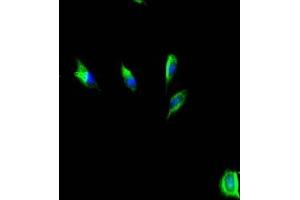 Immunofluorescent analysis of U251 cells using ABIN7155960 at dilution of 1:100 and Alexa Fluor 488-congugated AffiniPure Goat Anti-Rabbit IgG(H+L) (HAS3 抗体  (AA 339-553))