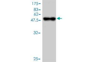 Western Blot detection against Immunogen (45. (BCMA 抗体  (AA 1-184))