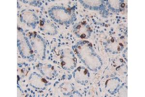 Used in DAB staining on fromalin fixed paraffin- embedded stomach tissue (HSF4 抗体  (AA 171-284))
