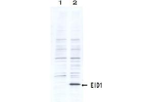 Western Blotting (WB) image for anti-EP300 Interacting Inhibitor of Differentiation 1 (EID1) (AA 159-187) antibody (ABIN3201016) (EID1 抗体  (AA 159-187))