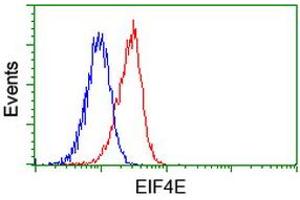 Image no. 2 for anti-Eukaryotic Translation Initiation Factor 4E (EIF4E) antibody (ABIN1497984) (EIF4E 抗体)