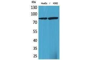 Western Blotting (WB) image for anti-17beta-HSD4 (N-Term) antibody (ABIN3181027) (17beta-HSD4 (N-Term) 抗体)
