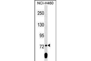 SCML2 Antibody (Center) (ABIN1538338 and ABIN2849362) western blot analysis in NCI- cell line lysates (35 μg/lane). (SCML2 抗体  (AA 348-375))