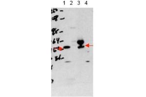 Western blot using  affinity purified anti-THRA antibody shows detection of purified recombinant THRA (lane 1) and THRA present in a 293 cell lysate after transient transfection with THRA (lane 3). (THRA 抗体  (N-Term))