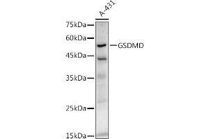 Western blot analysis of extracts of A-431 cells, using GSDMD antibody (ABIN7267352) at 1:1000 dilution. (GSDMD 抗体)