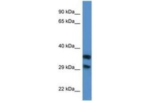 Image no. 1 for anti-Methylthioribose-1-Phosphate Isomerase 1 (Mri1) (AA 94-143) antibody (ABIN6746834) (MRI1 抗体  (AA 94-143))