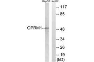 Western blot analysis of extracts from HepG2 cells, using OPRM1 Antibody. (Mu Opioid Receptor 1 抗体  (AA 21-70))