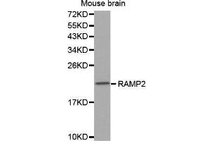 Western Blotting (WB) image for anti-Receptor (G Protein-Coupled) Activity Modifying Protein 2 (RAMP2) (AA 1-145) antibody (ABIN3017321) (RAMP2 抗体  (AA 1-145))
