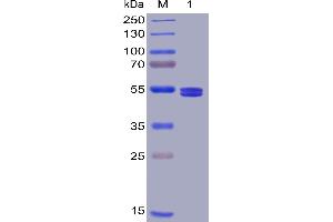 SDS-PAGE (SDS) image for Tumor Necrosis Factor (Ligand) Superfamily, Member 18 (TNFSF18) protein (mFc-His Tag) (ABIN6961093)
