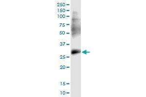 Immunoprecipitation of PPP1R2P3 transfected lysate using rabbit polyclonal anti-PPP1R2P3 and Protein A Magnetic Bead (PPP1R2P3 (人) IP-WB Antibody Pair)