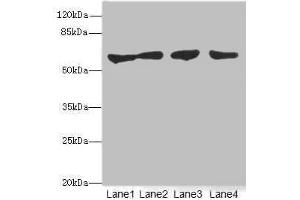 Western blot All lanes: CLK1antibody at 3. (CLK1 抗体  (AA 1-130))