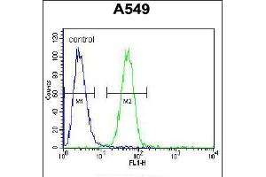 Flow cytometric analysis of A549 cells (right histogram) compared to a negative control cell (left histogram). (RFWD2 抗体  (N-Term))