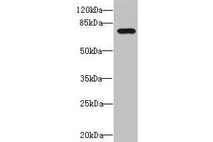Western blot All lanes: DUSP16 antibody at 1. (DUSP16 抗体  (AA 416-665))