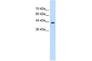PCYT2 antibody used at 2. (PCYT2 抗体  (C-Term))