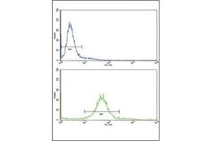 Flow cytometric analysis of 293 cells using PAX8 antibody (bottom histogram) compared to a negative control (top histogram). (PAX8 抗体  (AA 285-313))