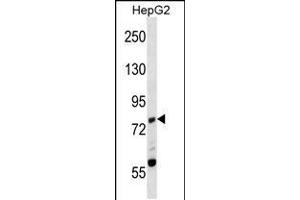 Western blot analysis in HepG2 cell line lysates (35ug/lane).
