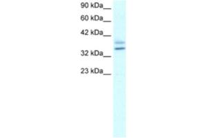 Western Blotting (WB) image for anti-Ets Homologous Factor (EHF) antibody (ABIN2460300) (EHF 抗体)