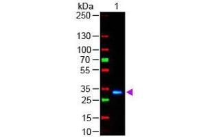 Western Blot of Goat anti-F(ab')2 HUMAN IgG F(c) Antibody Fluorescein Conjugated Pre-Adsorbed Lane 1: Human Fc Load: 50 ng per lane Secondary antibody: F(ab')2 HUMAN IgG F(c) Antibody Fluorescein Conjugated Pre-Adsorbed at 1:1,000 for 60 min at RT Block: ABIN925618 for 30 min at RT (山羊 anti-人 IgG (Fc Region) Antibody (FITC) - Preadsorbed)