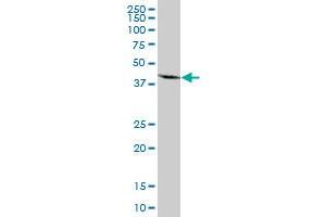 MRPS27 MaxPab polyclonal antibody. (MRPS27 抗体  (AA 1-168))