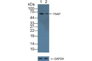 Western Blotting (WB) image for anti-Prosaposin (PSAP) (AA 17-524) antibody (ABIN7435130)
