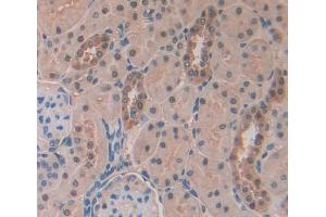 Used in DAB staining on fromalin fixed paraffin- embedded kidney tissue (NR0B2 抗体  (AA 1-260))