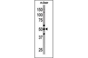 The anti-G4C Pab 1810a is used in Western blot to detect G4C in mouse liver tissue lysate (ATG4C 抗体  (N-Term))