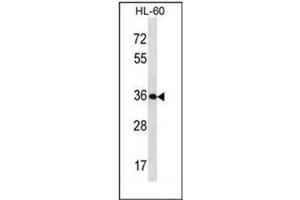 Western blot analysis of KLK9 / Kallikrein-9 Antibody (Center) in HL-60 cell line lysates (35ug/lane). (Kallikrein 9 抗体  (Middle Region))