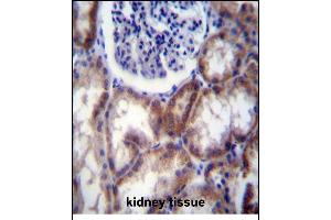 HYAL2 Antibody (Center) (ABIN656422 and ABIN2845714) immunohistochemistry analysis in formalin fixed and paraffin embedded human kidney tissue followed by peroxidase conjugation of the secondary antibody and DAB staining. (HYAL2 抗体  (AA 128-157))
