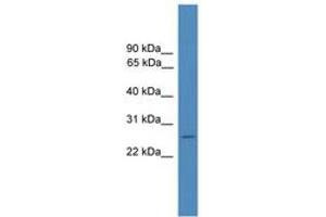 Image no. 1 for anti-Folate Receptor 4 (Delta) (FOLR4) (AA 148-197) antibody (ABIN6745326) (Folate Receptor 4 抗体  (AA 148-197))