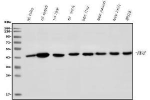 Western blot analysis of PAR4/Pawr using anti-PAR4/Pawr antibody (ABIN7599938).