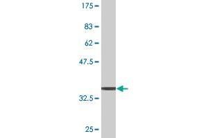 Western Blot detection against Immunogen (36. (ERK1 抗体  (AA 279-379))