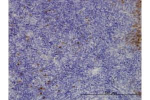 Immunostaining (ISt) image for anti-Chloride Intracellular Channel 3 (CLIC3) (AA 137-236) antibody (ABIN563910)