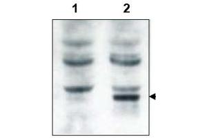 Image no. 1 for anti-GRP1 (General Receptor For phosphoinositides 1)-Associated Scaffold Protein (GRASP) (N-Term) antibody (ABIN401381) (Tamalin/GRASP 抗体  (N-Term))